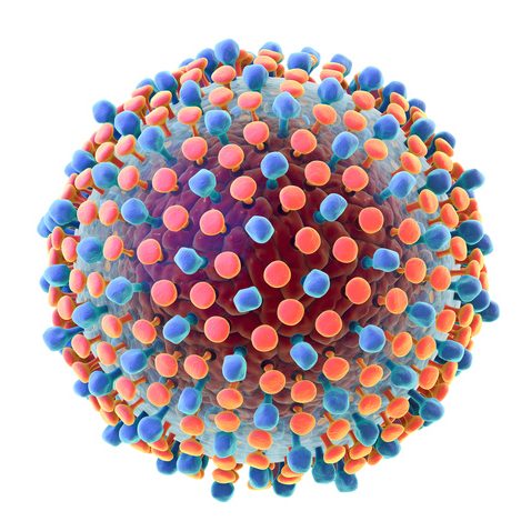 Hepatitis C virus model
