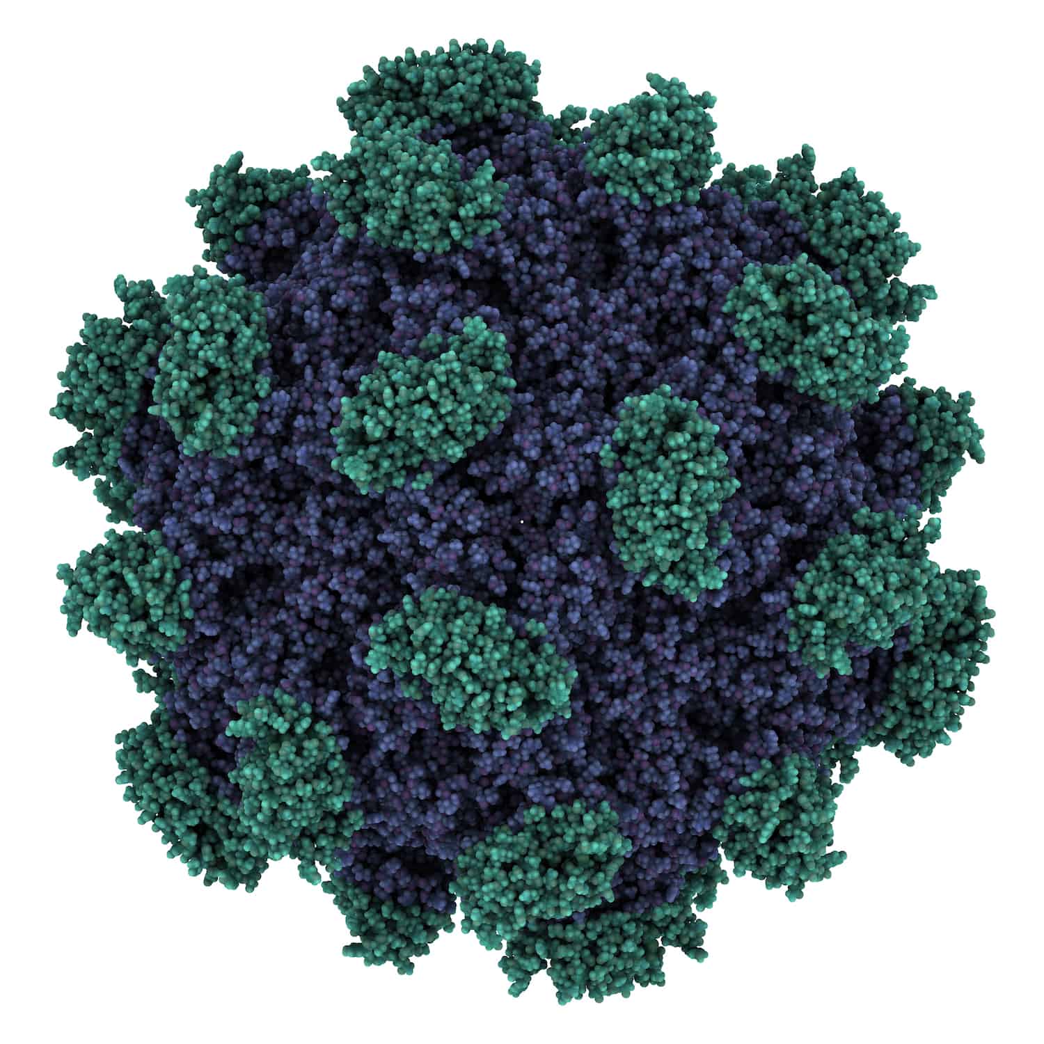 Hepatitis E virus capsid structure